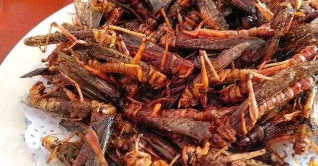 为何古代闹蝗灾，会有无数人饿死，难道古人不