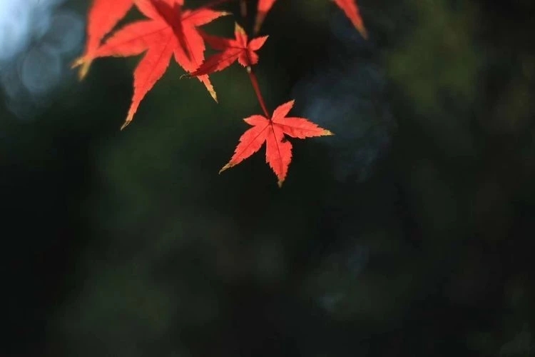 散文：九月，且以温柔待清秋