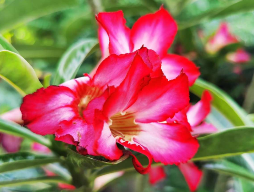 常见植物的配土方式 记住了不吃亏 植物越长越壮 简易百科