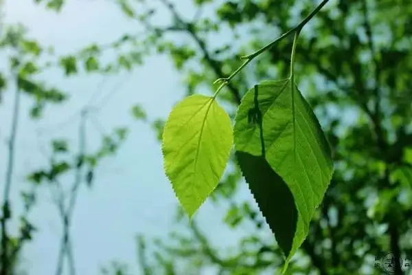 关于小暑的文章段落，有关小暑黑板报的文案
