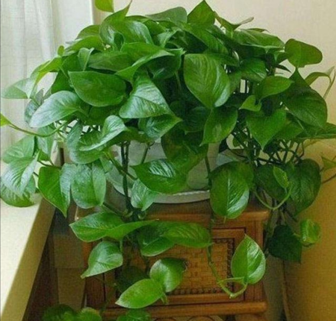 绿萝有3喜2怕掌握好技巧养起来省心长得旺