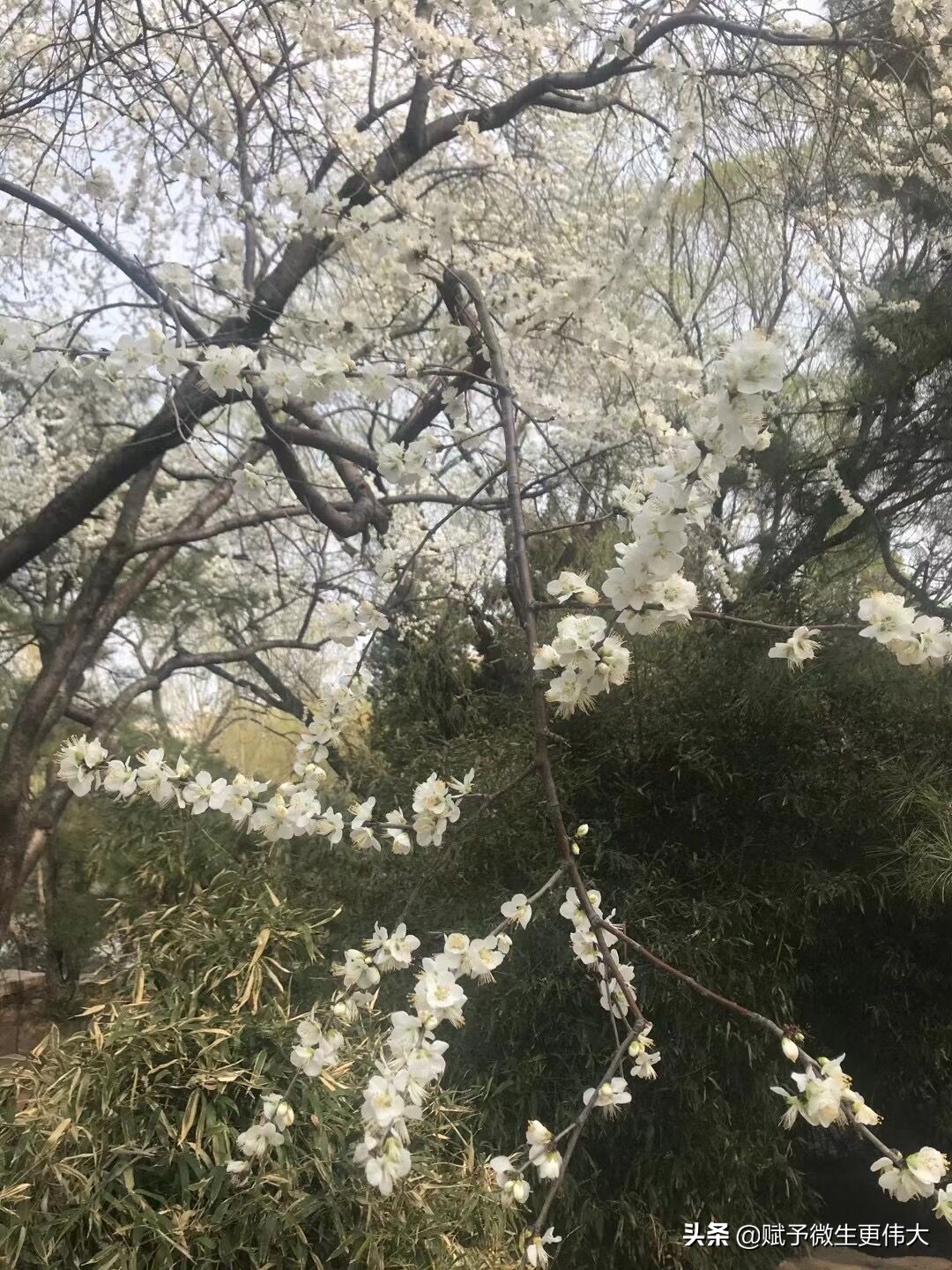 二月开——又是一年斗芬芳