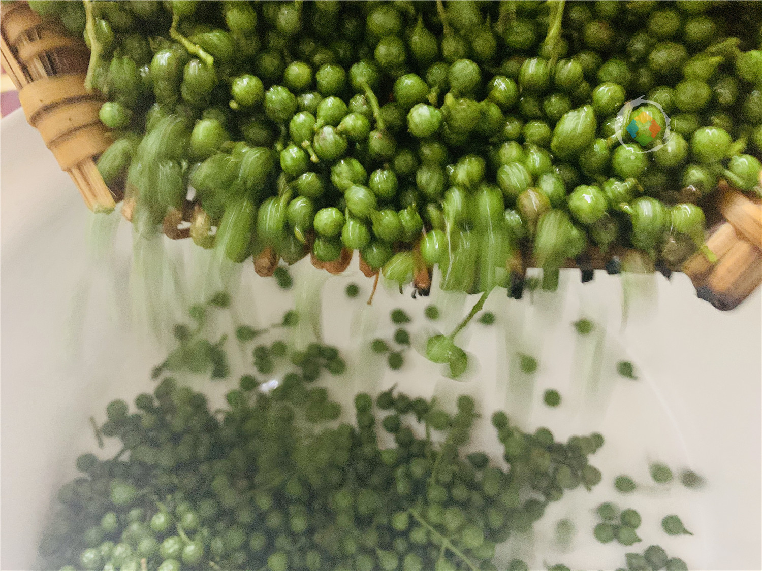 重庆人离不开的味道：新鲜青花椒，淋上一锅热油，“麻”就诞生了