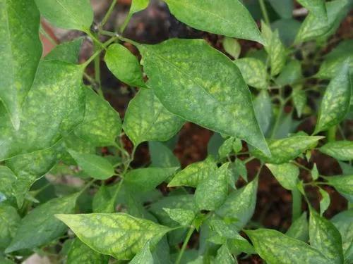 蔬菜生产常见问题及解决办法手册，看到就是赚