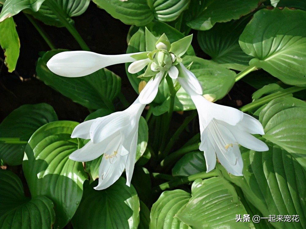 院子裏背陰處 種上4款耐陰花 越養開花越旺盛 一起來寵花 Mdeditor