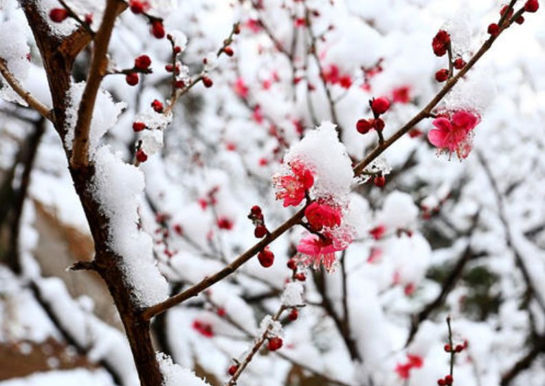 冬日有情还可爱，最美的冬日古诗词-第18张图片-诗句网