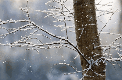 诗词鉴赏-一片雪花落在手，十首听雪诗词，感受古人诗意的冬天-第14张图片-诗句网