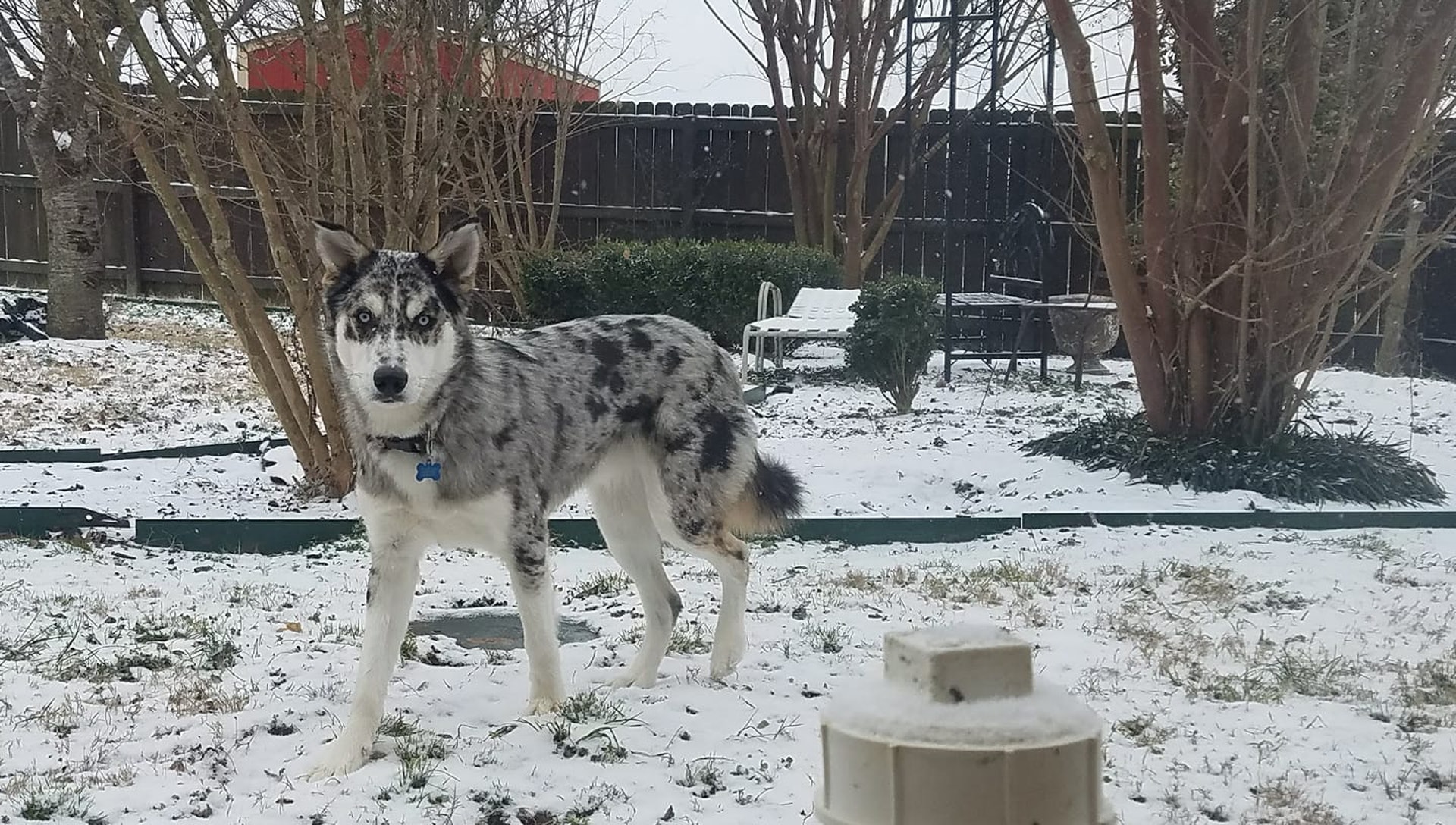 主人被哈士奇耍得团团转，邻居还以为他虐狗！