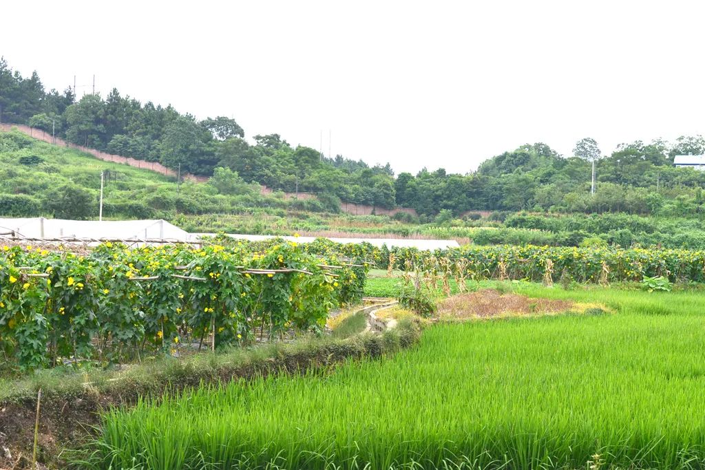 一张蓝图十八年——记全国劳动模范、市人大常委会委员黄秀佳