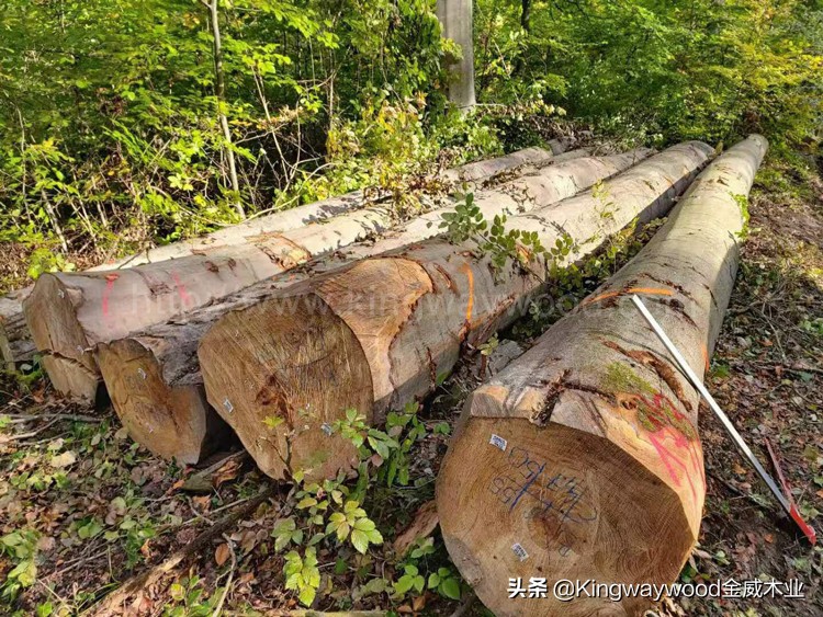 新季度原木砍伐，榉木/白蜡/白橡原木，欢迎咨询