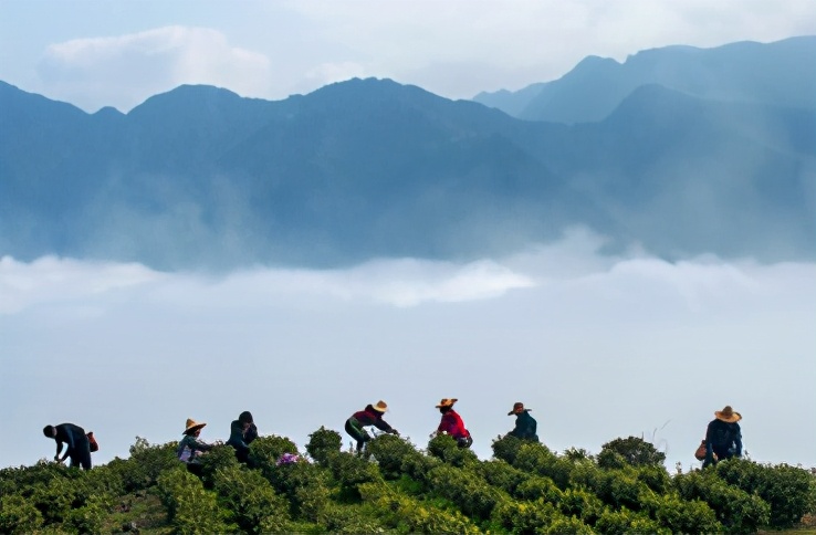 惠明茶：深山养好茶