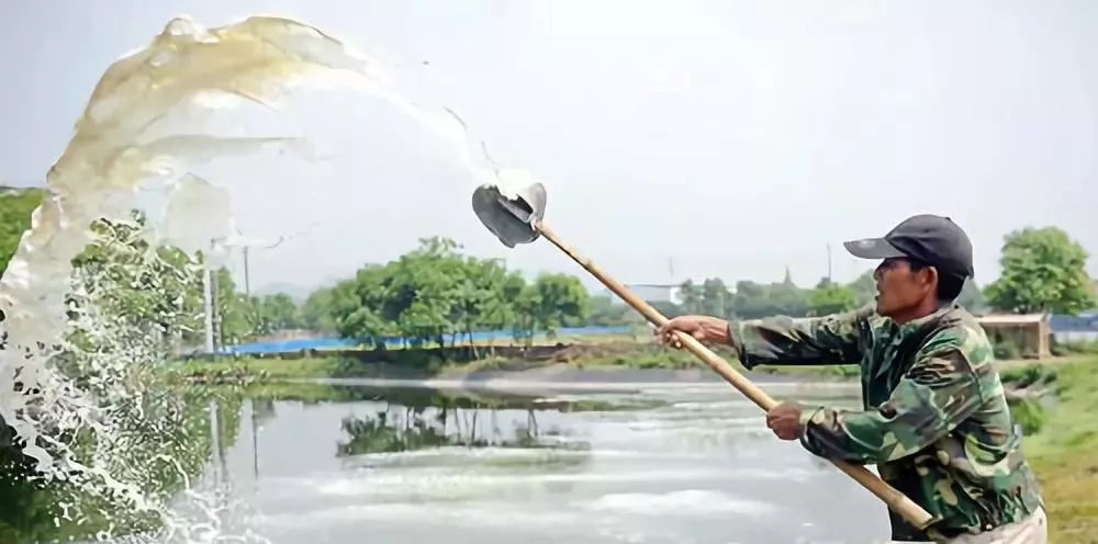 水花苗传统培育：鱼苗绿色食物---熟蛋黄水、生豆浆饲喂养鱼法