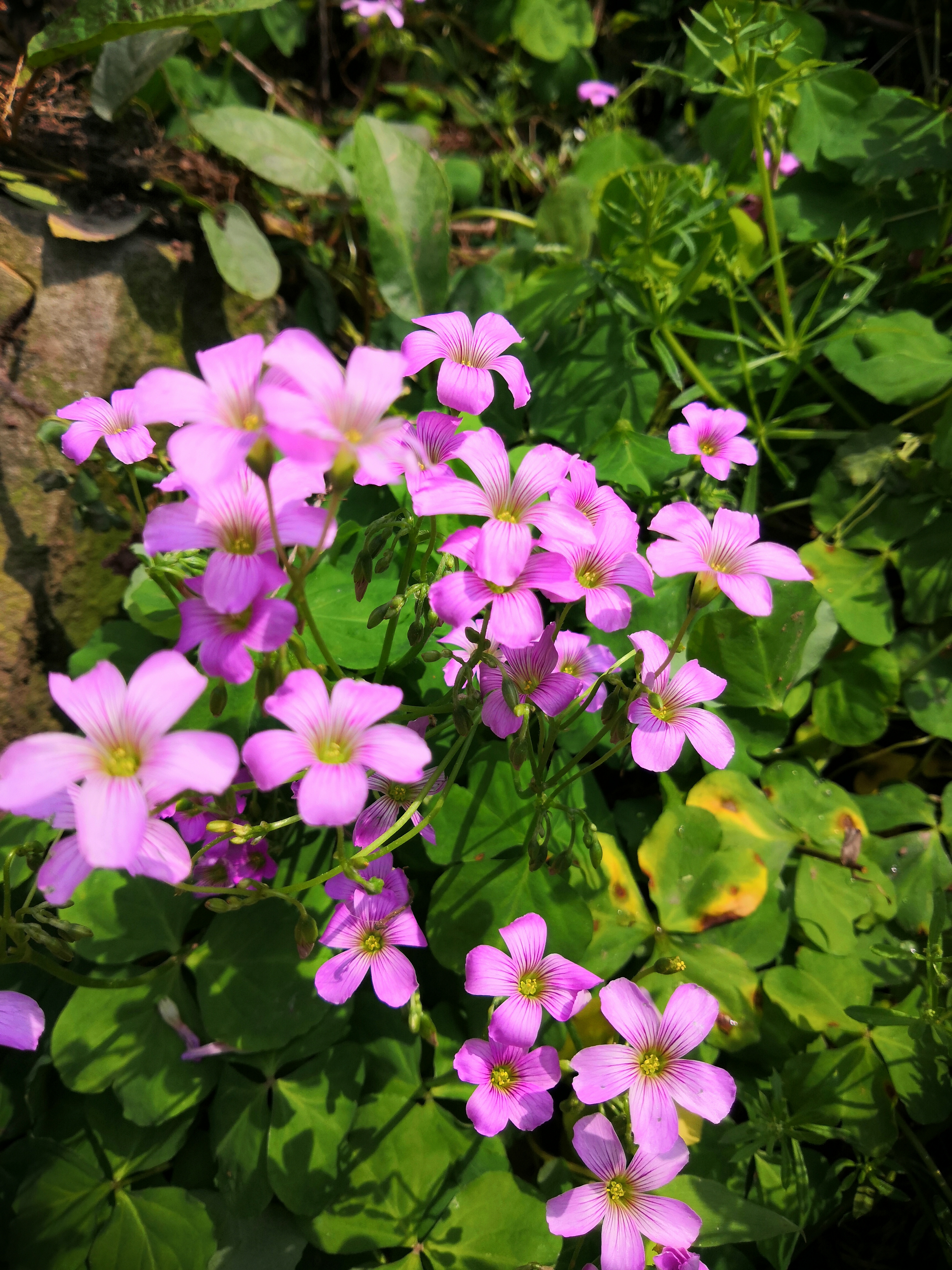 奉节县石岗乡一个山清水秀人杰地灵的地方，春天景色正美