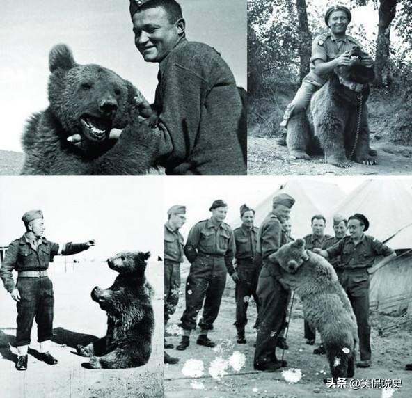 世界上唯一在军队服役的熊，抽烟喝酒样样行，抱着炮弹满战场跑