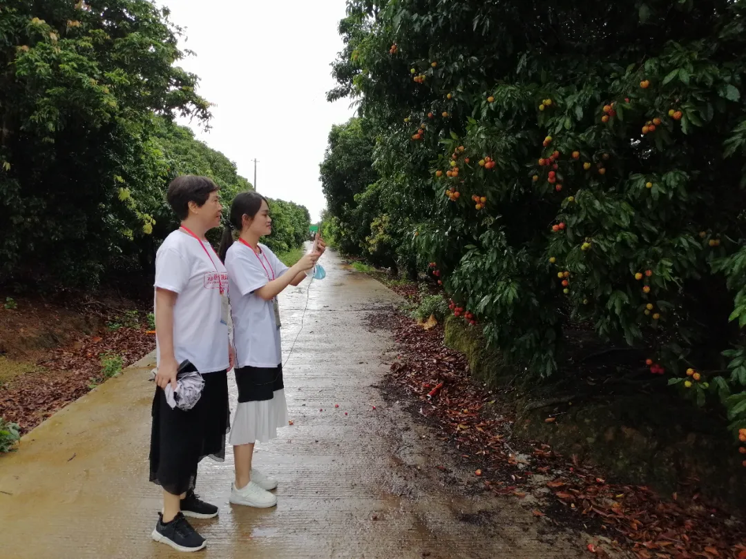 荔枝节丨在海丰分会场开启啦