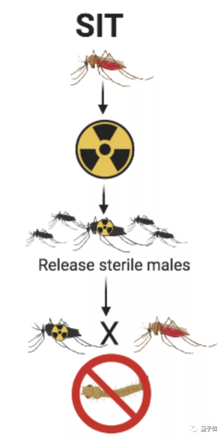 中山大学“核技术灭蚊”上热搜，广州工厂日产500万只绝育蚊子