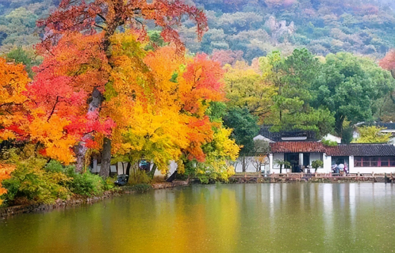 Missing these 14 maple viewing areas in November is equivalent to missing the entire autumn