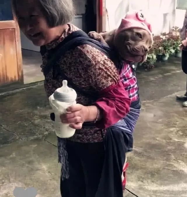 担心奶奶在老家生活孤单，送了小狗狗当礼物，