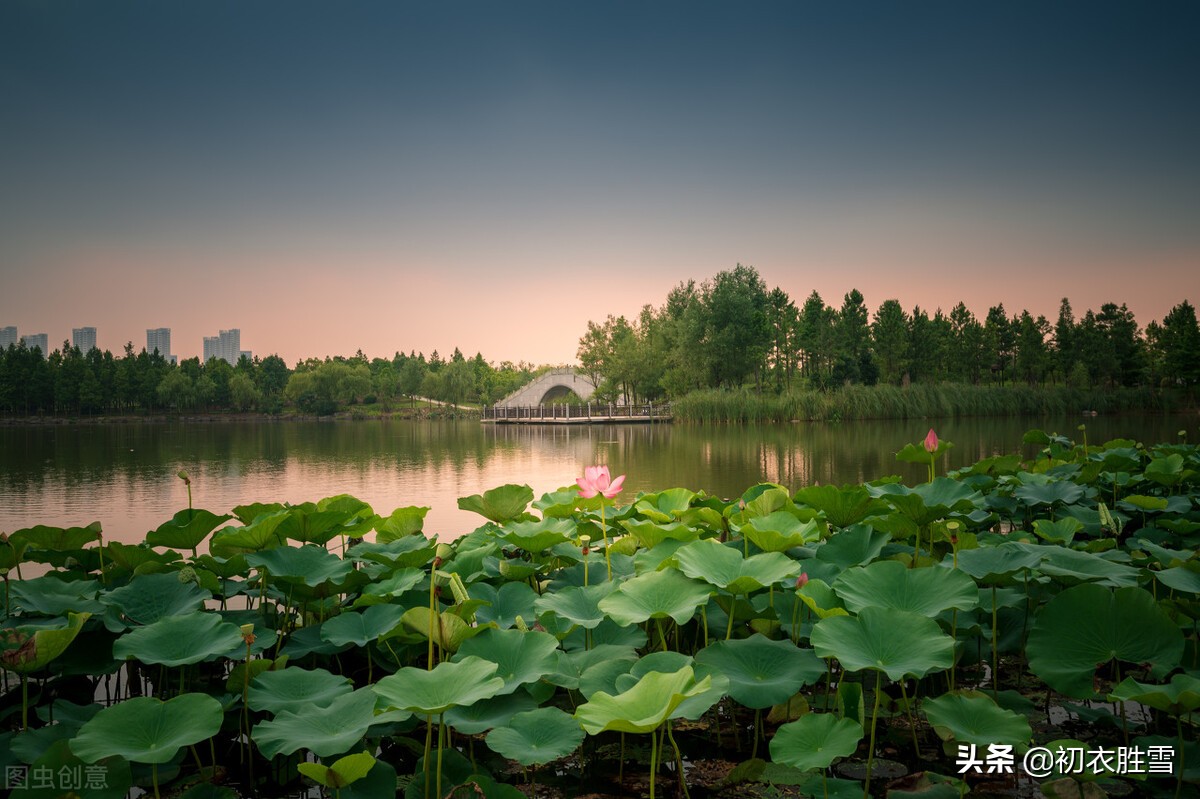 贺知章不只写了回乡偶书二首，他还写了一首荷花，大气乐观-第3张图片-非凡网