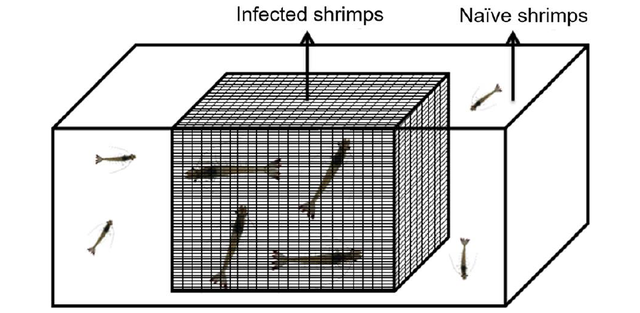 虾苗感染虾肝肠胞虫过程解析及防控建议