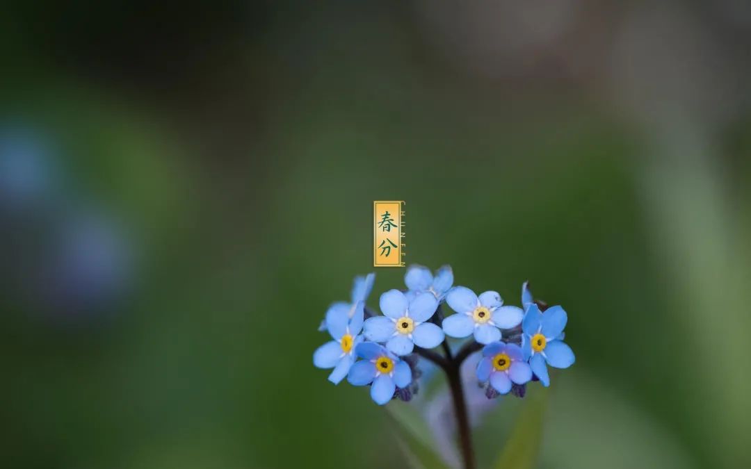春色正中分 莺歌燕归时，沉醉在春天的美好里-第2张图片-非凡网