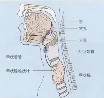 为什么男生的喉结不能摸？