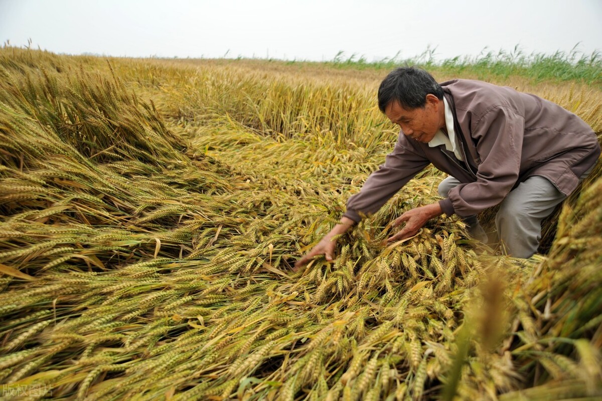 玉米大跌，小麦跟跌，水稻岌岌可危，21年还是粮价“黄金年”吗