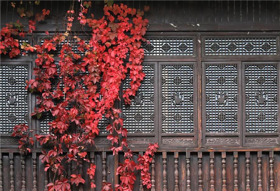 武汉这个漫长的秋天，是大自然馈赠的礼物啊