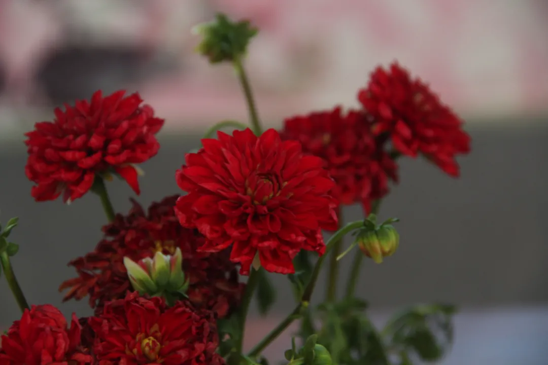 大飽眼福，第八屆中國(guó)沭陽(yáng)花木節(jié)竟如此精彩！你想看的全在這里…