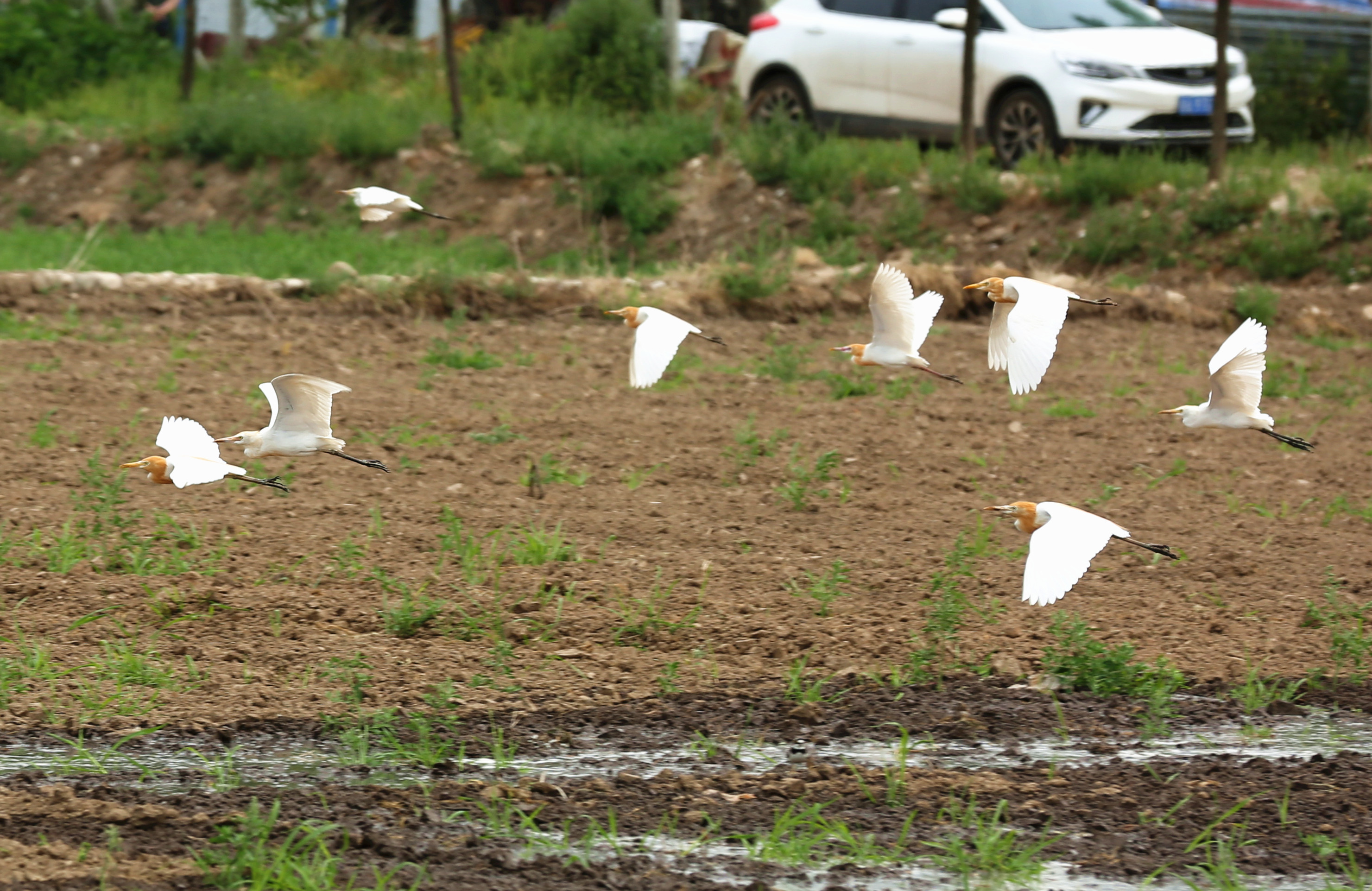 又至秦岭脚下“江南水乡”插秧季