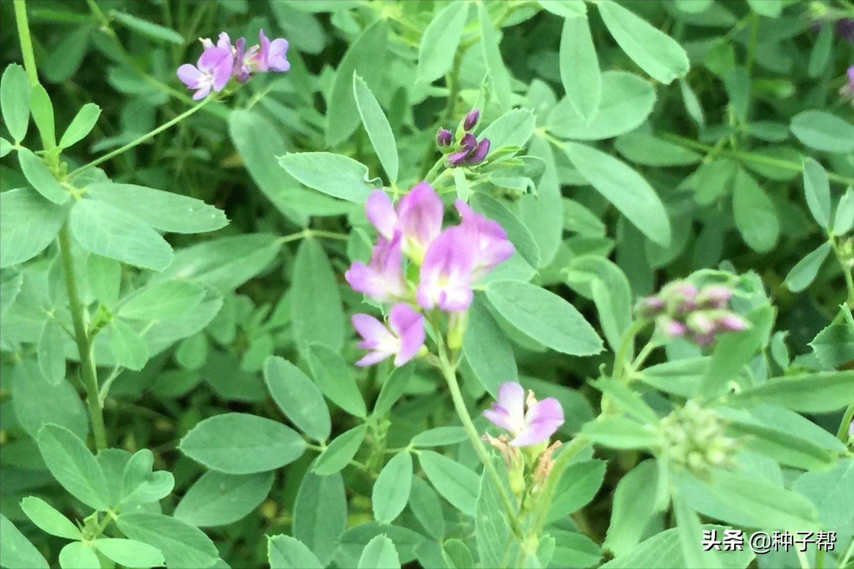 紫花苜蓿的播种技术和管理 