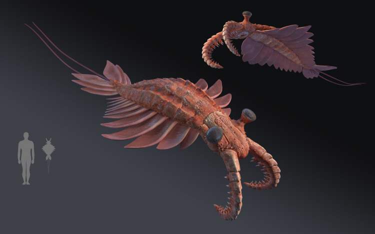 丑陋无比的奇虾，是5亿多年前海洋中无可争议的恐怖分子