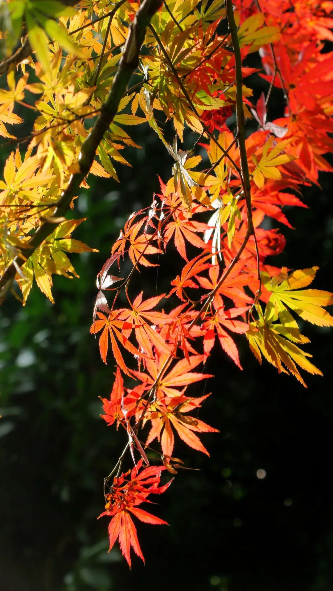 武汉这个漫长的秋天，是大自然馈赠的礼物啊