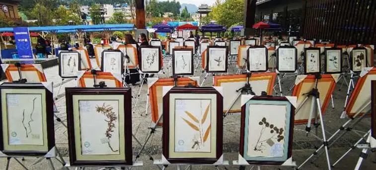 黔东南州苗侗医药文化展在丹寨万达小镇举行，快来围观
