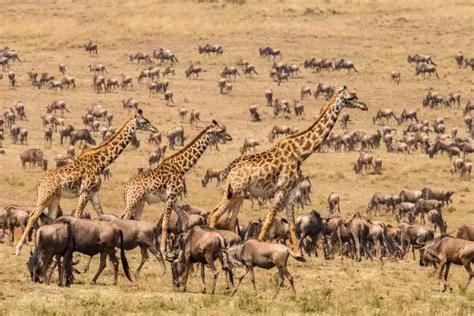 人類為何隻吃食草動物的肉，而很少吃食肉動物？