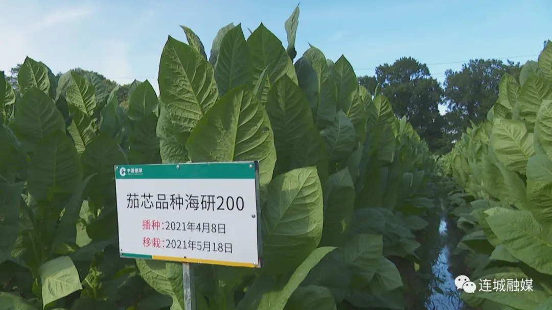 四川中烟调研组到连城县调研指导雪茄烟试种工作