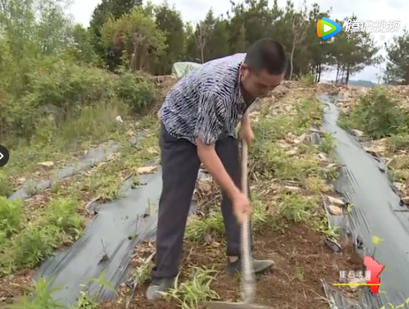 「十堰」徒手将荒山变成绿色，用茶园作证谱华