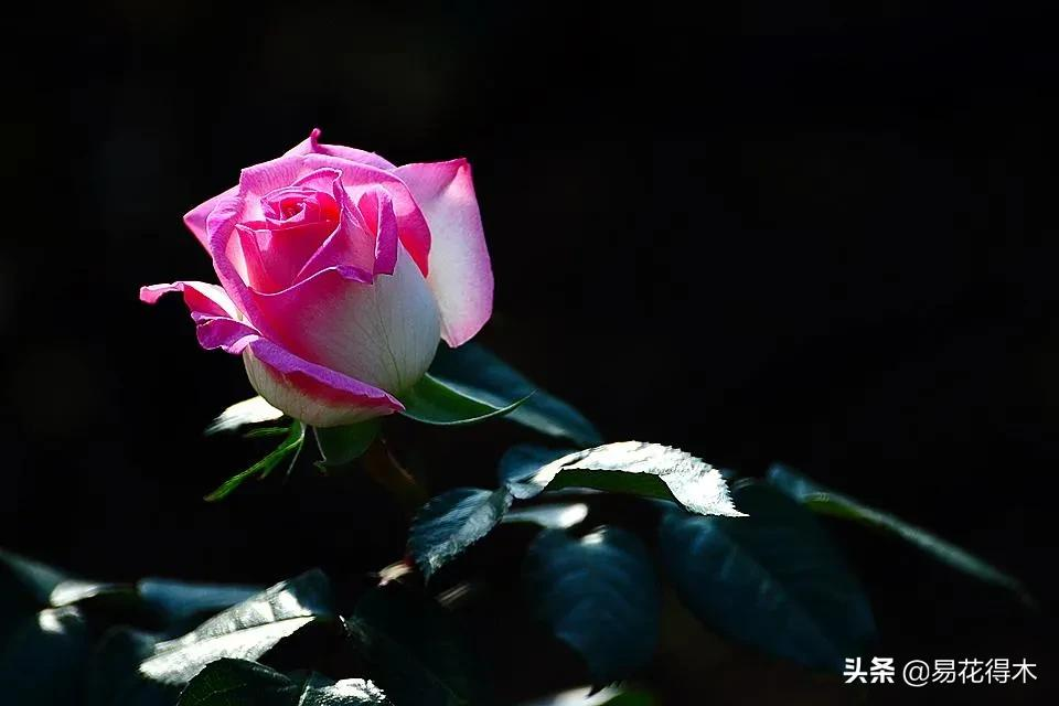 莫道花無百日紅 月季催花需用功 資訊咖