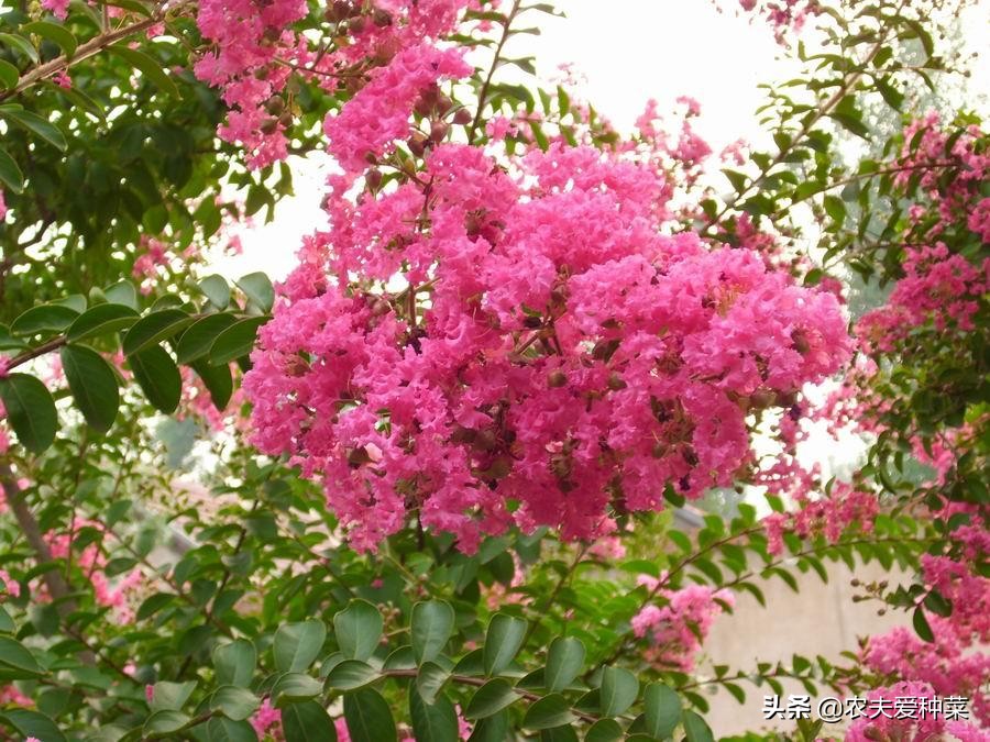 此花名叫 百日紅 越熱越開好 花朵美豔 養一棵滿樹繁花 農夫愛種菜 Mdeditor