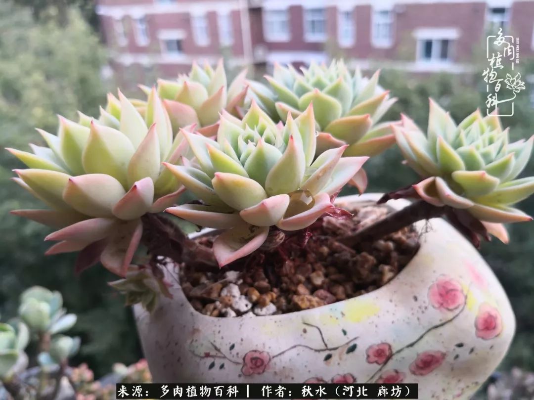 像多肉一样努力生活 绽放生命之美 讯息