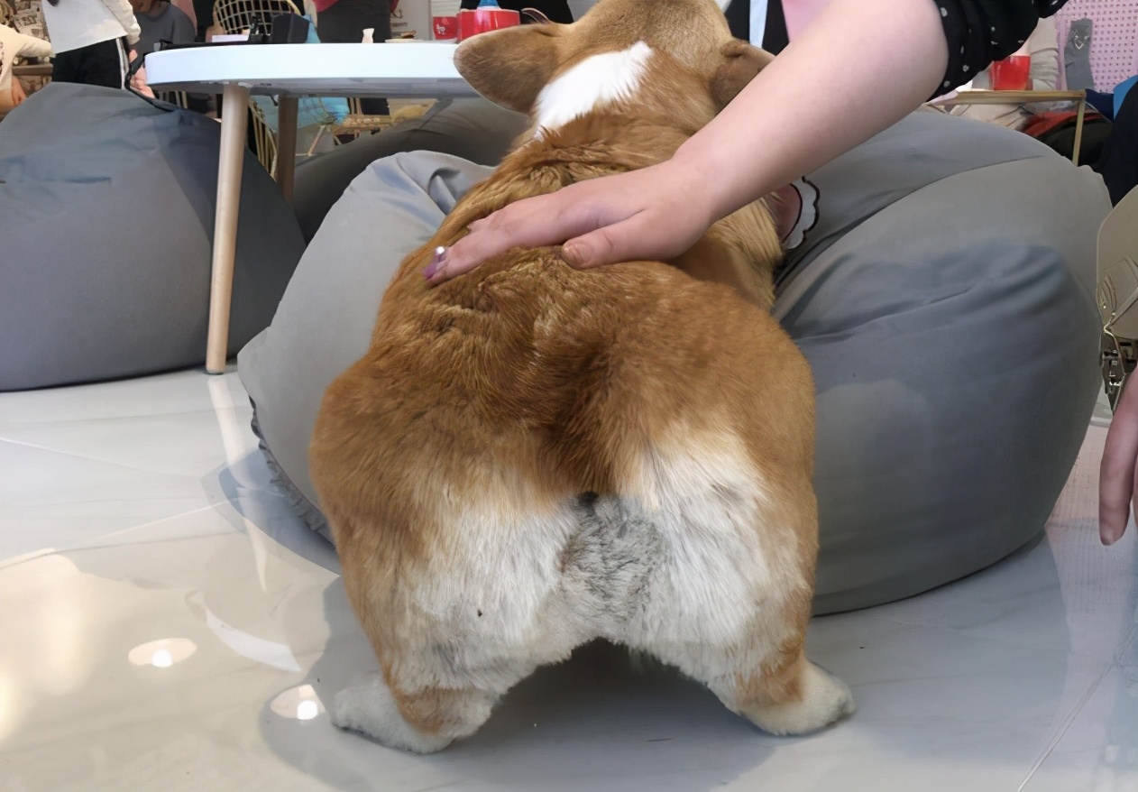 当主人撸狗时，狗子们在想什么？