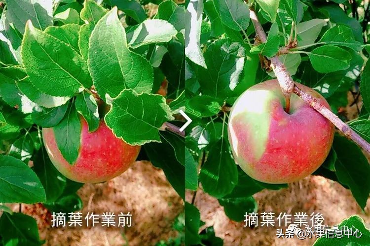 日本苹果为什么种的好？走进日本苹果第一大县“青森县”