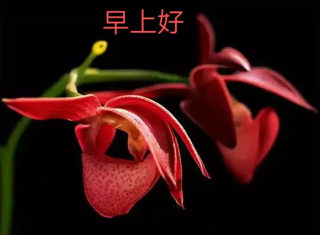 孔伟贞 咏“早安”图片花卉诗57首