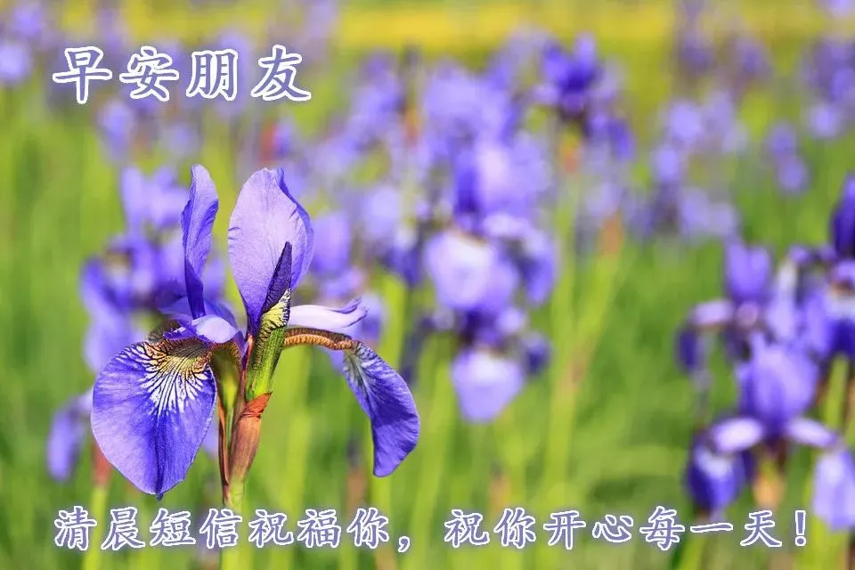 早上好祝福语优美句子图片 唯美早上好动态表情包图片