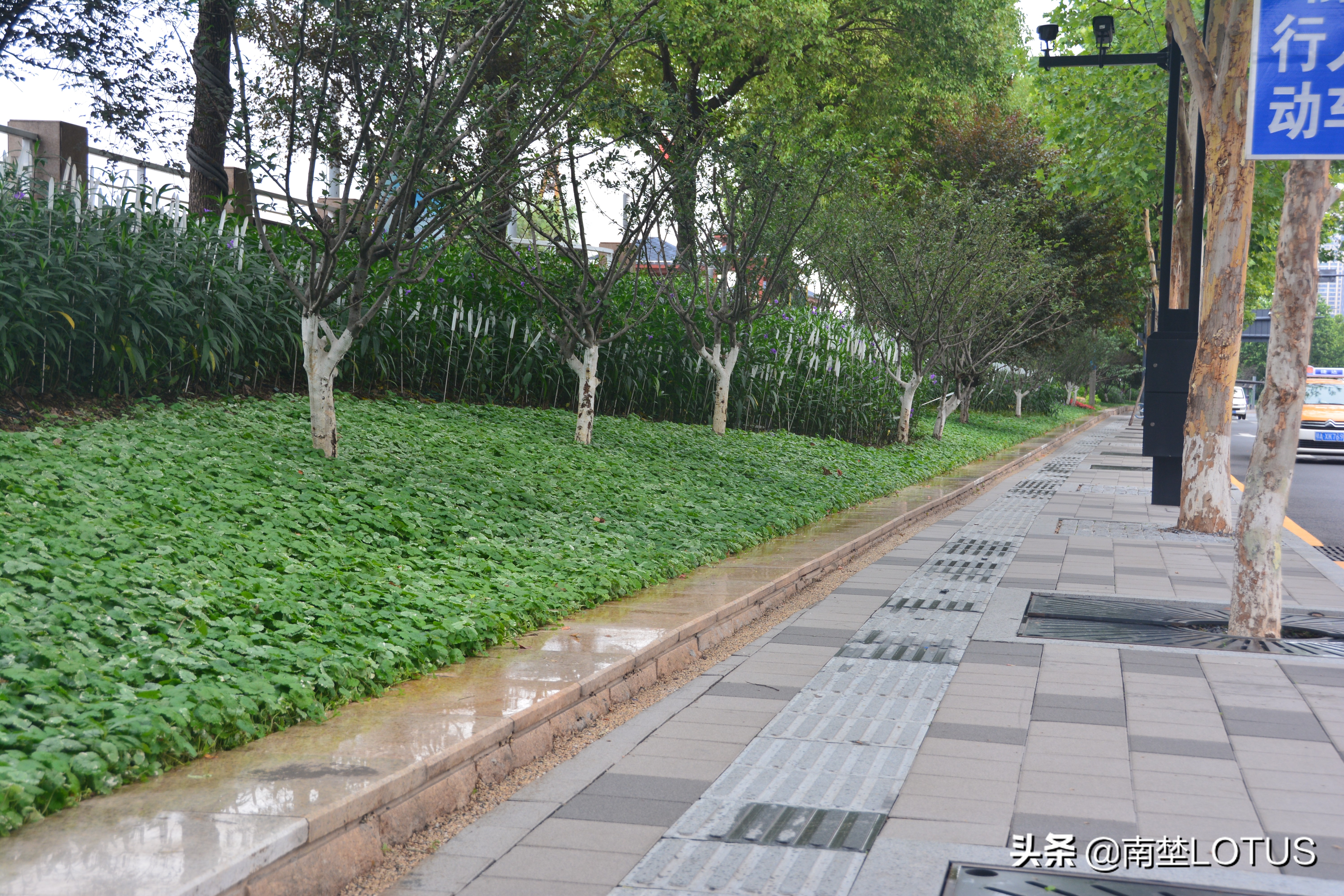 暴风雨也浇灭不了我们的热情(暴风雨浇灭不了江城716横渡长江游泳健将们的训练热情)