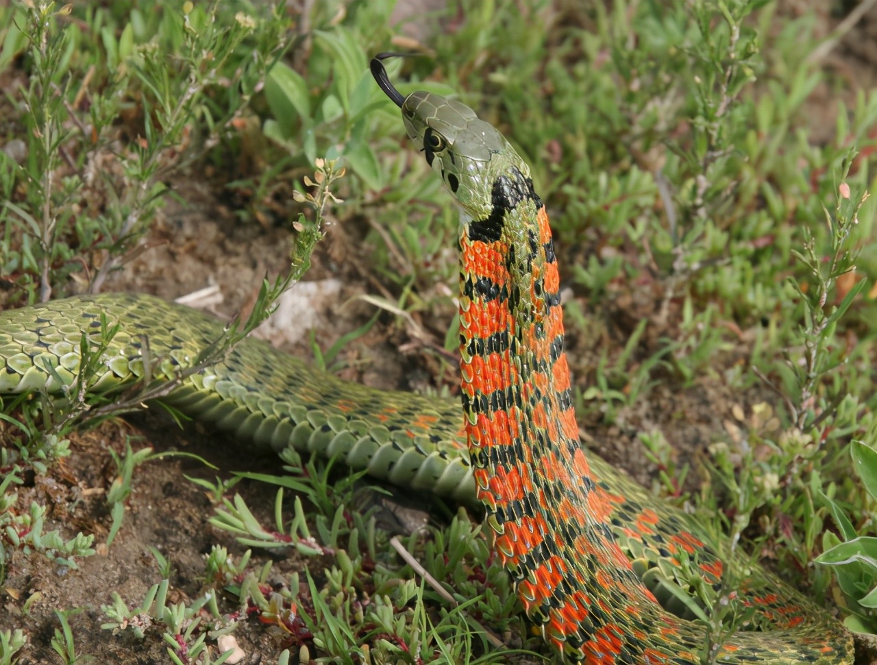 传说中的“鸡冠蛇”，实力高深莫测，其实它的原型是“野鸡脖子”