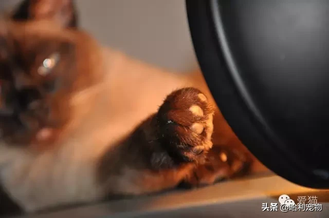 為什么暹羅貓會越長越黑？