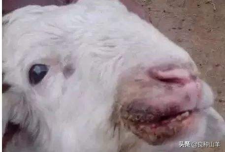 羊口疮病的治疗及预防方法，羊口疮会自愈吗？