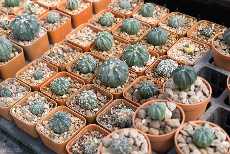 庭院 陽台的盆栽花園如何定位 欣典小芮先生 Mdeditor