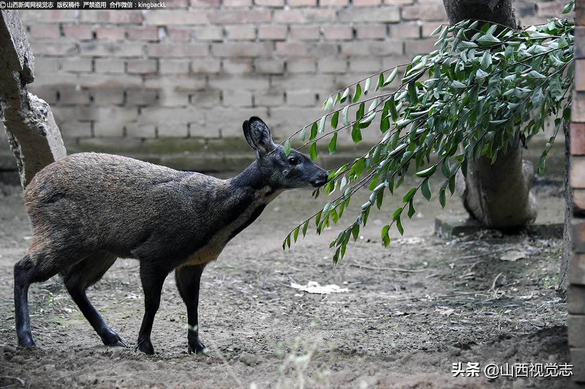 香獐子取麝香会死吗图片